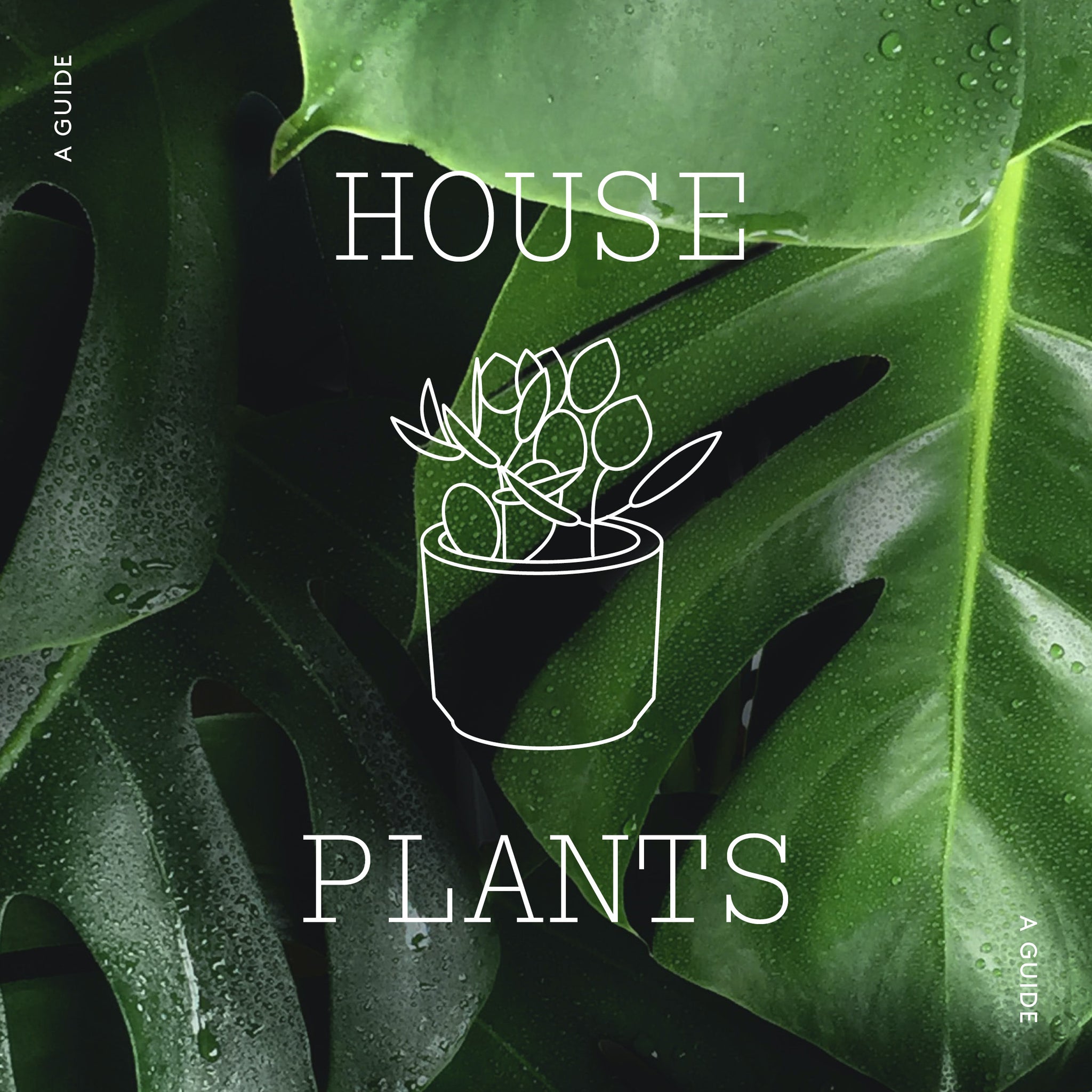Improve your bedroom environment and sleep with these great houseplants.