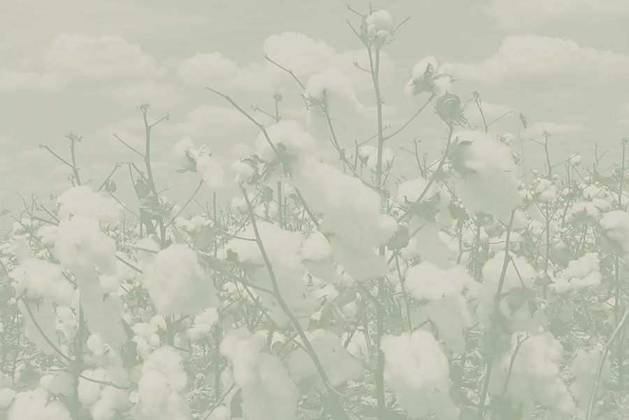 Loop Home cotton plant